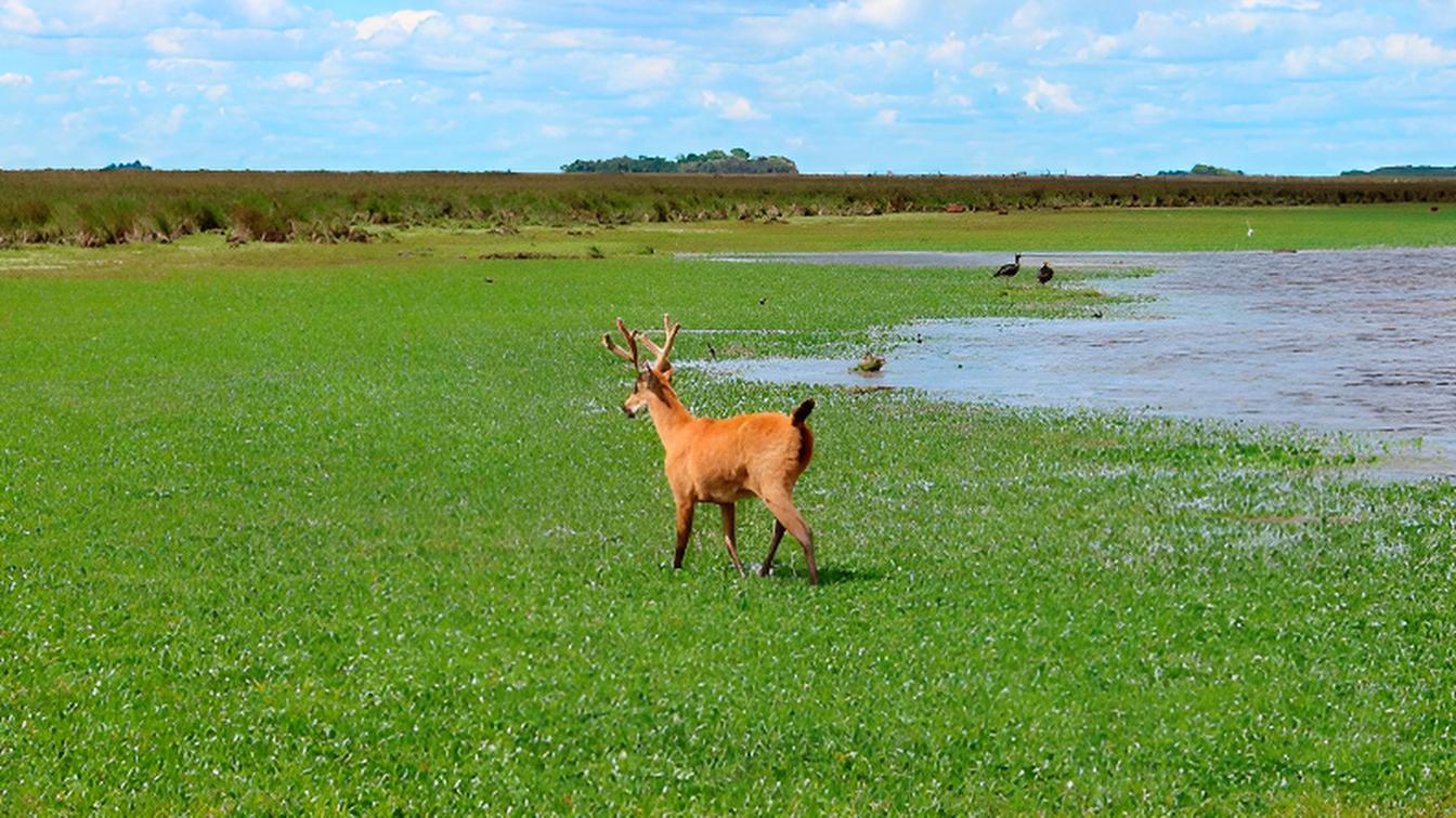 Parque Nacional Ciervo de los Pantanos