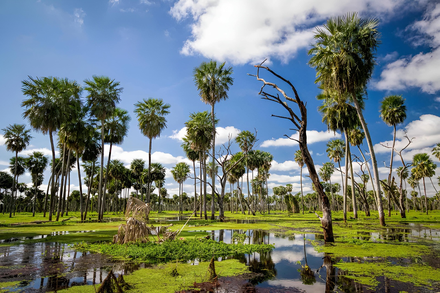 Parque Nacional Bañado La Estrella